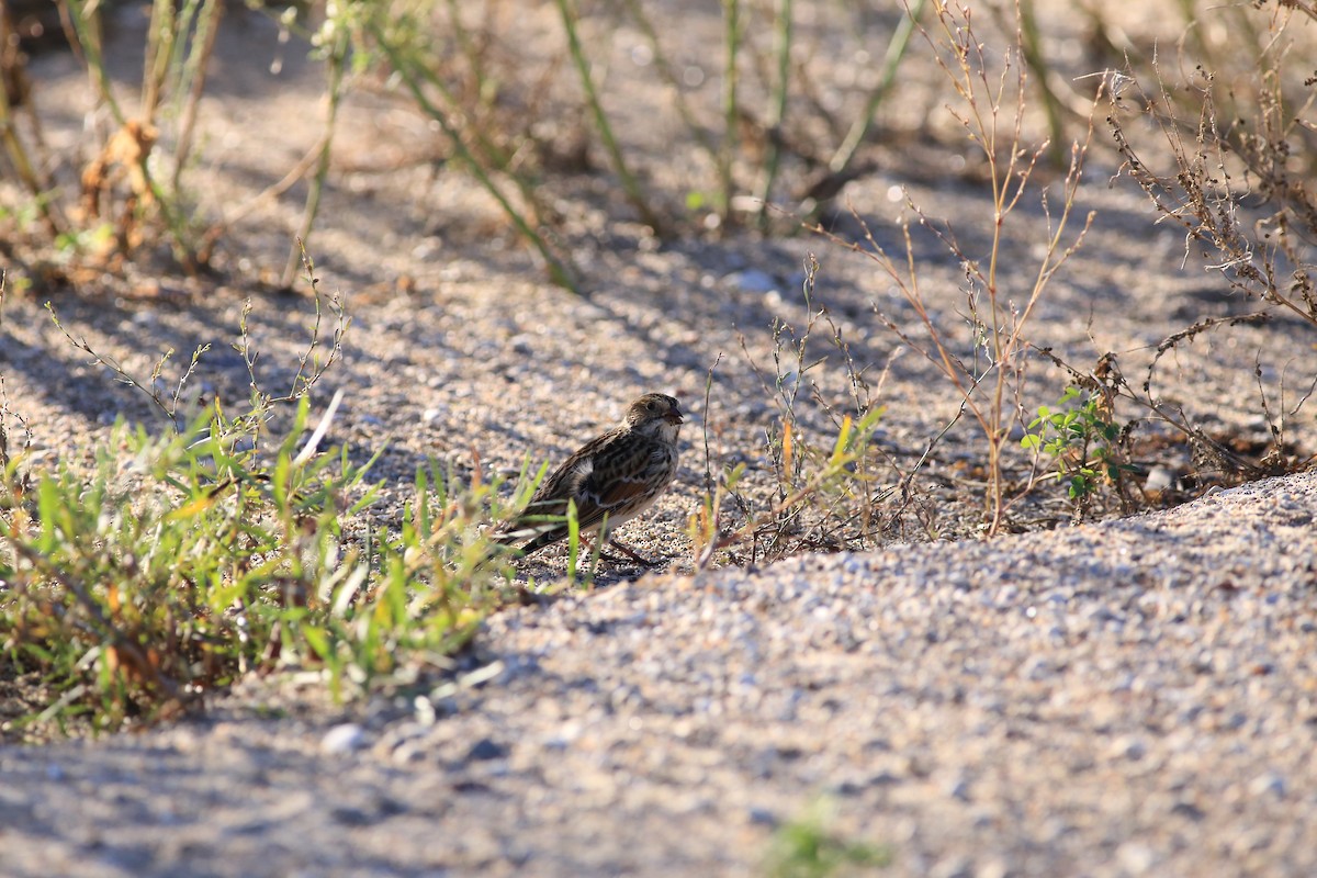 Lapland Longspur - ML624202585