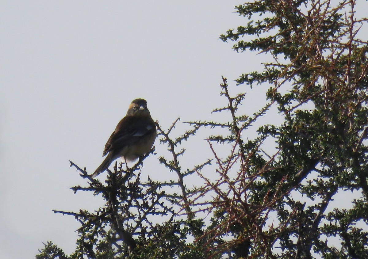 Cinnamon Warbling Finch - ML624202592