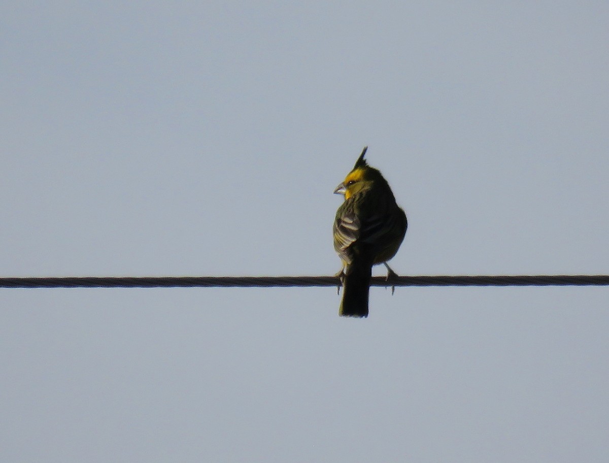 Yellow Cardinal - ML624202599