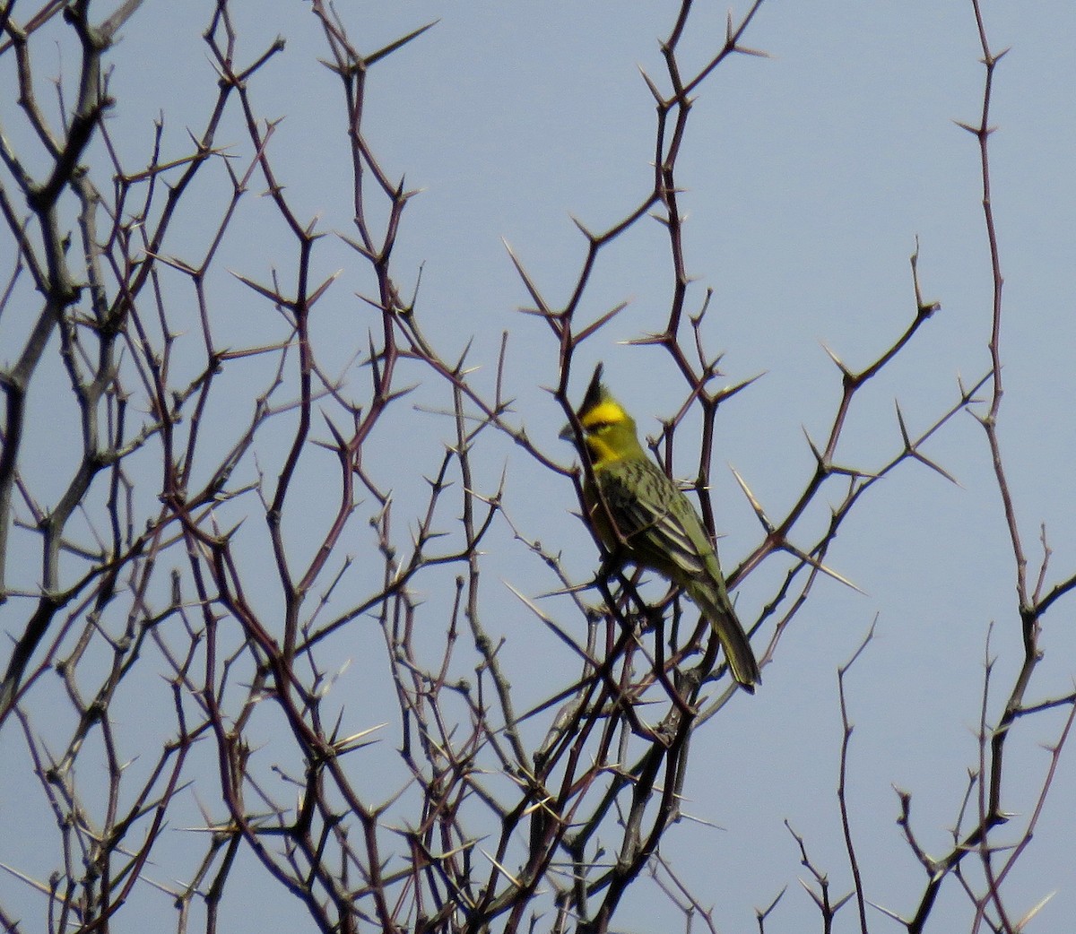 Yellow Cardinal - ML624202600