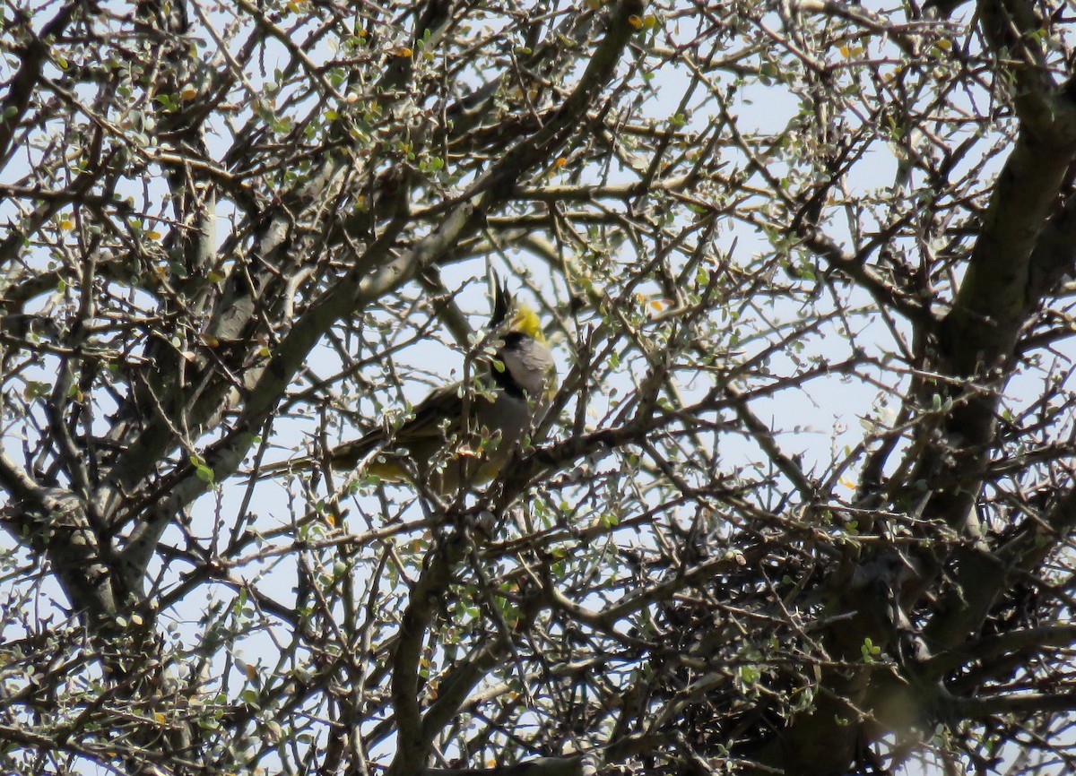 Yellow Cardinal - ML624202601