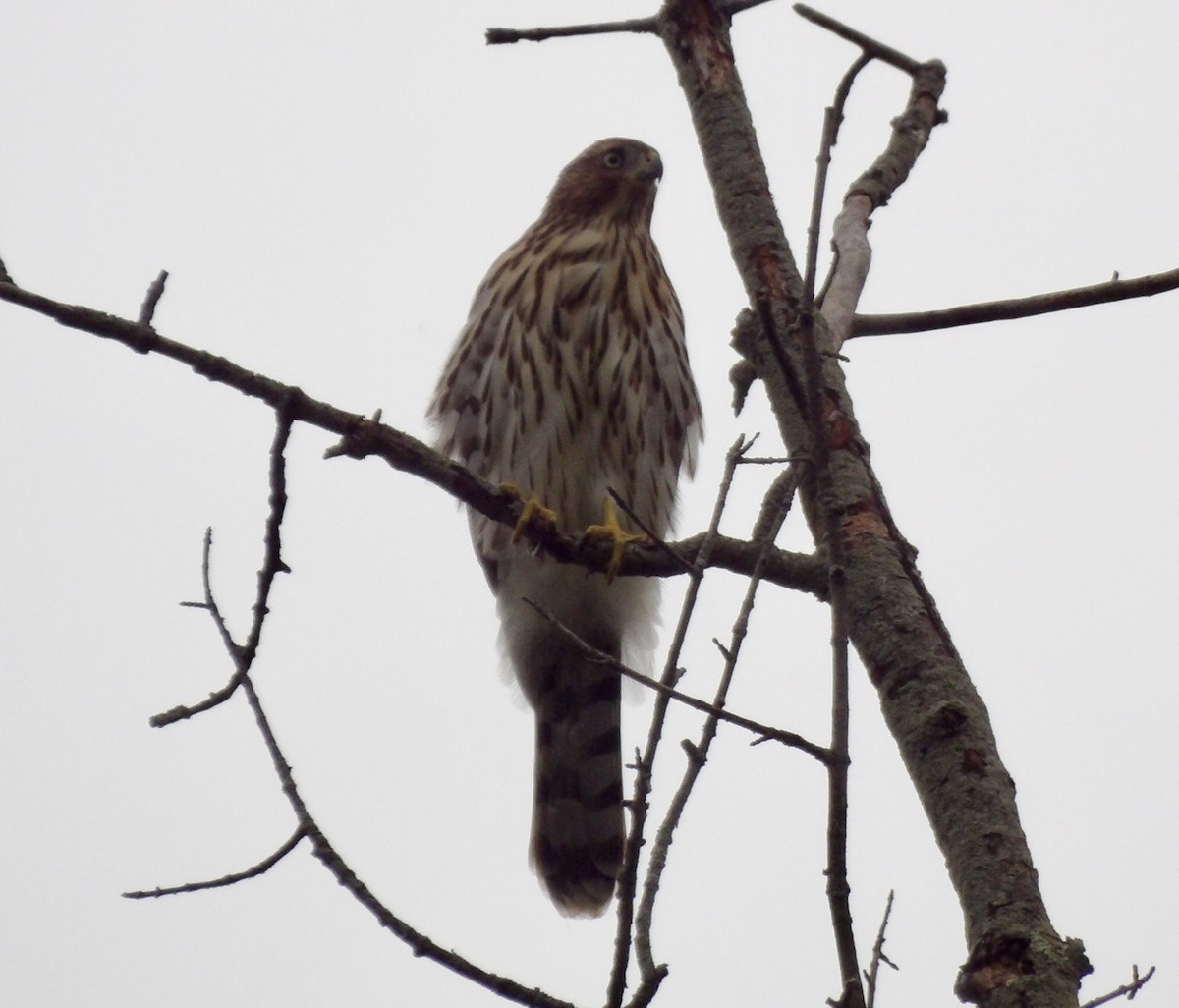 Cooper's Hawk - ML624202604