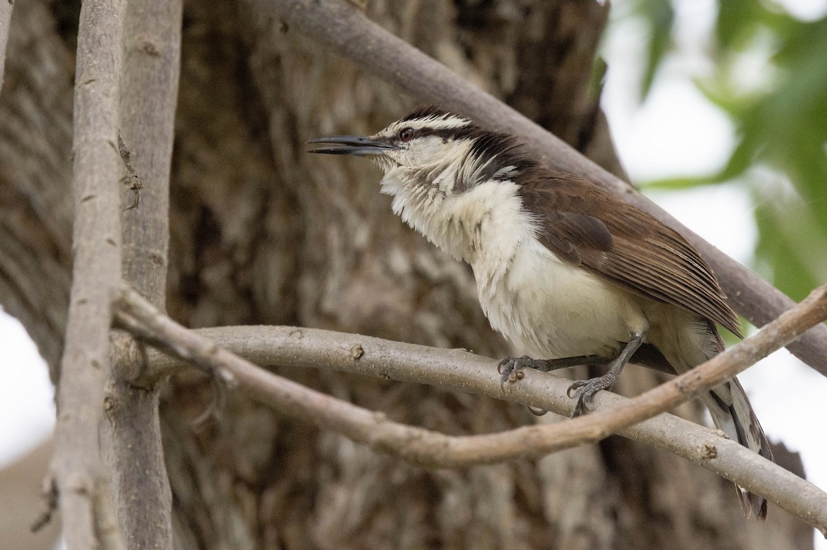 Bicolored Wren - ML624202615