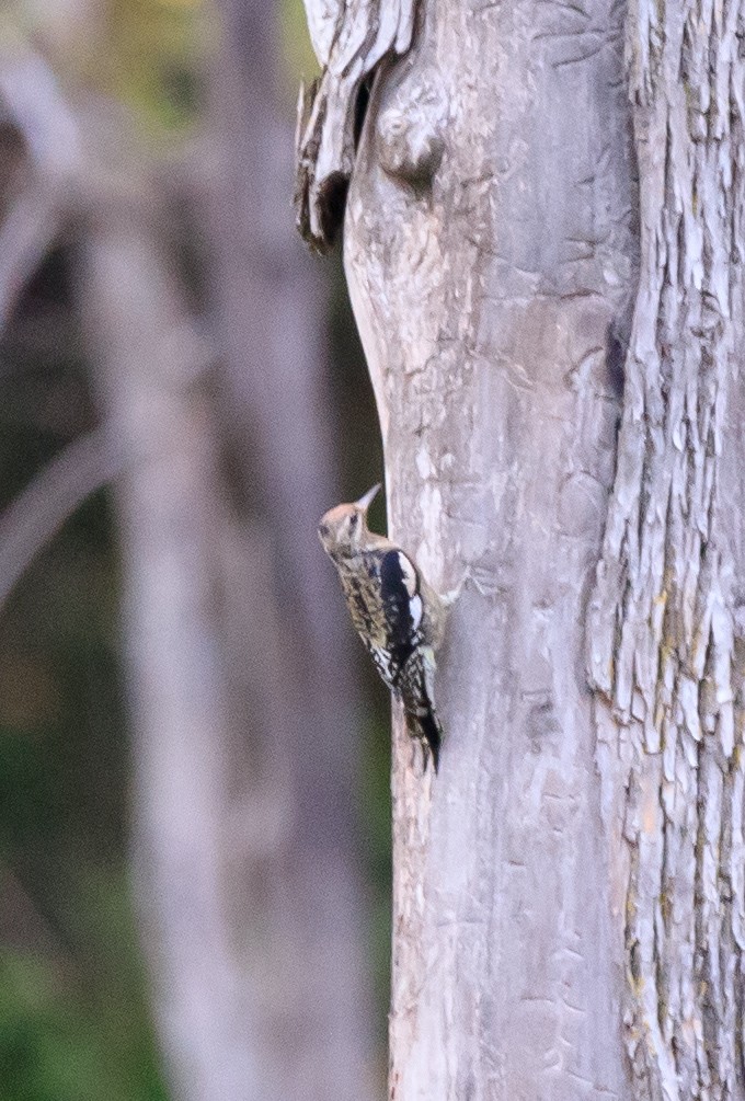 Yellow-bellied Sapsucker - ML624202644