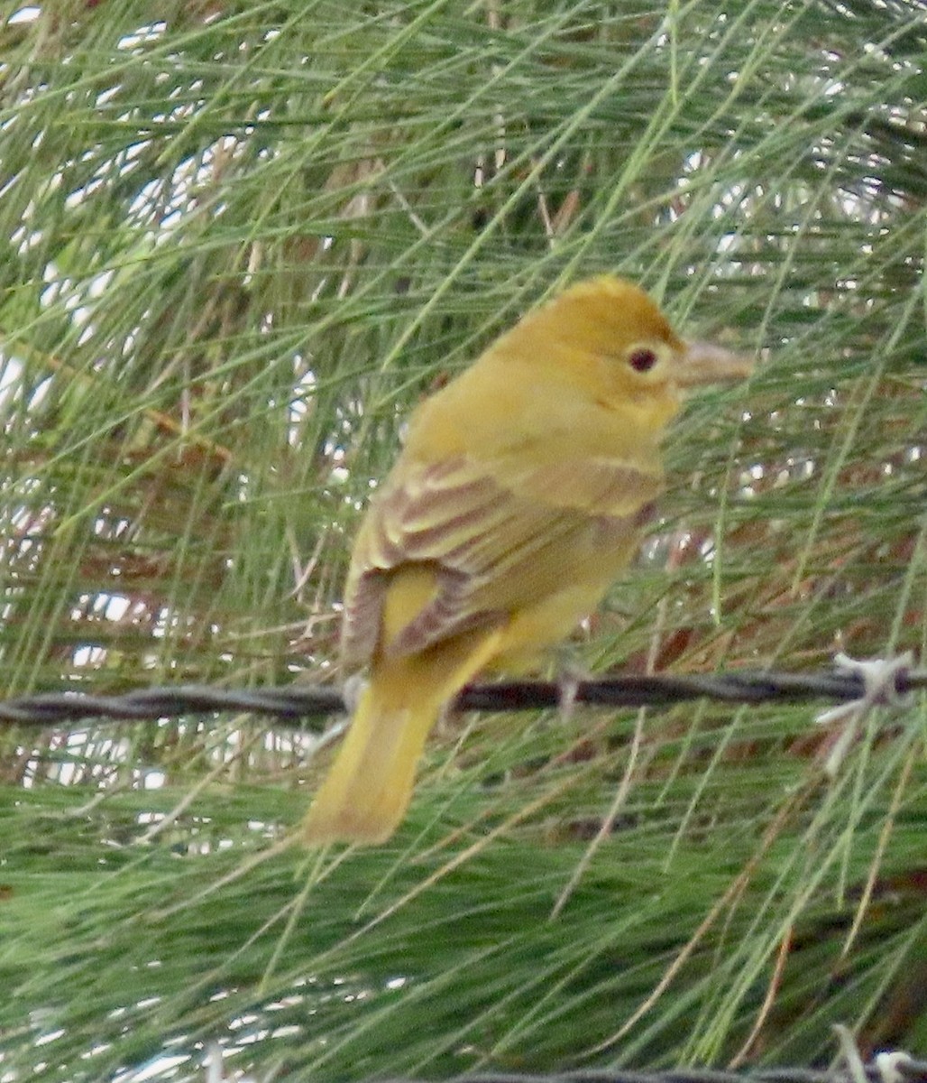 Summer Tanager - ML624202652