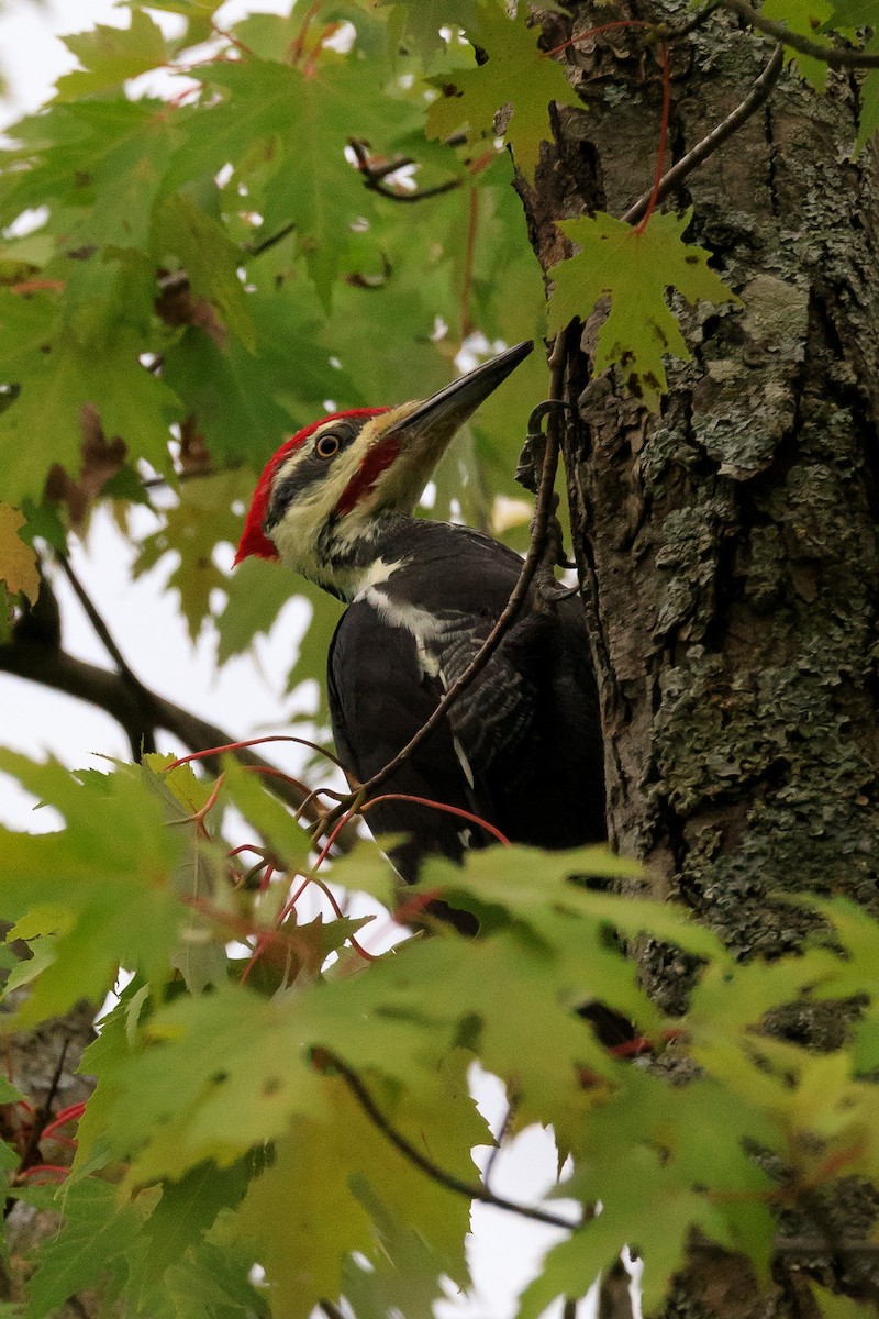 Pileated Woodpecker - ML624202657