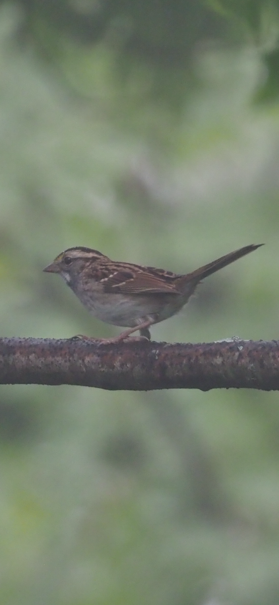 White-throated Sparrow - ML624202668