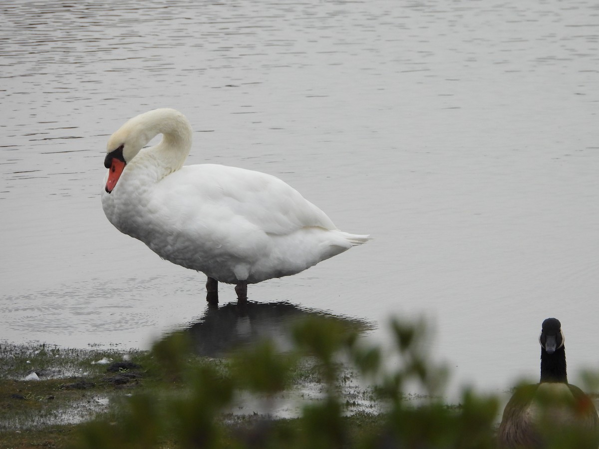 Mute Swan - ML624202683