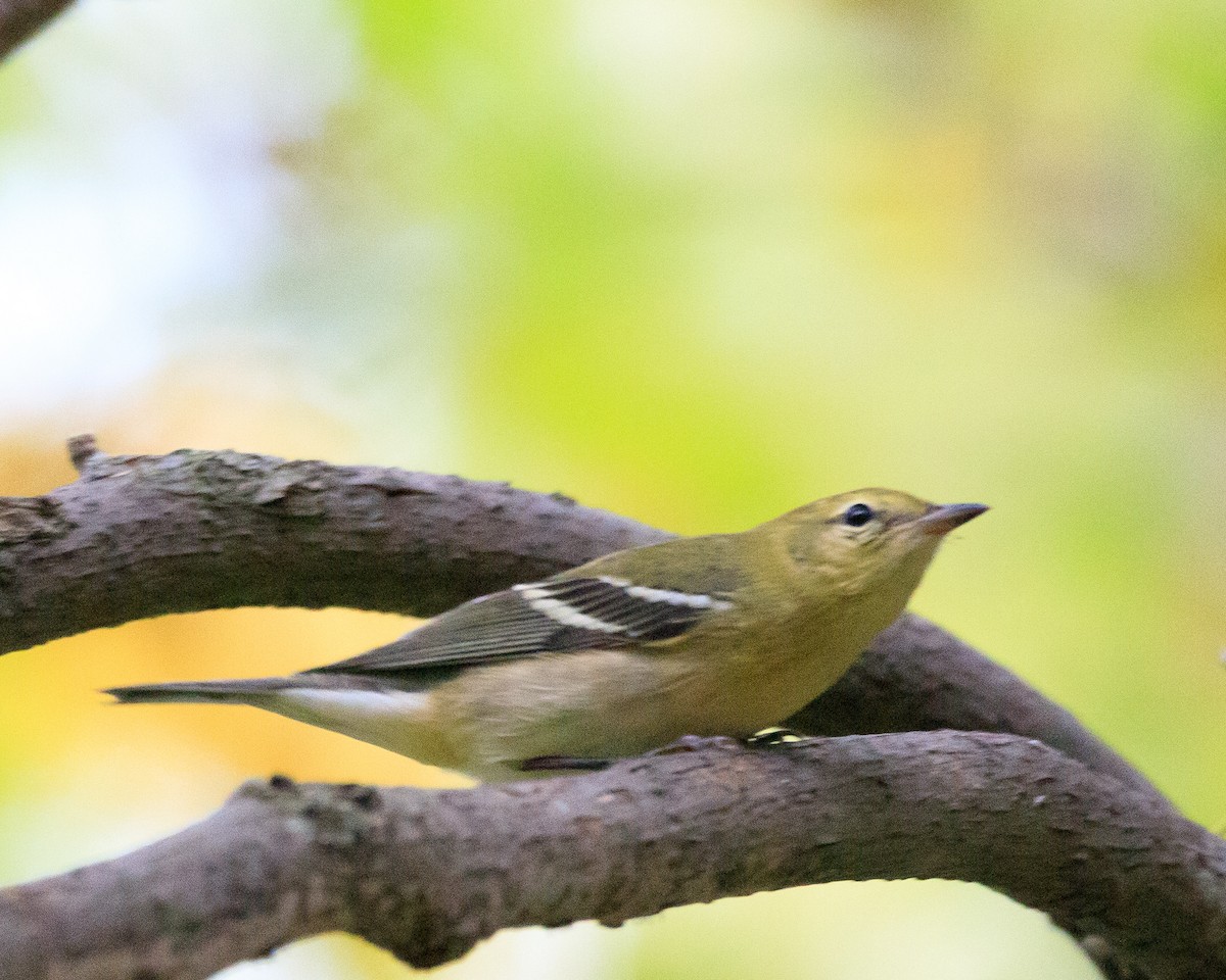 new world warbler sp. - ML624202686