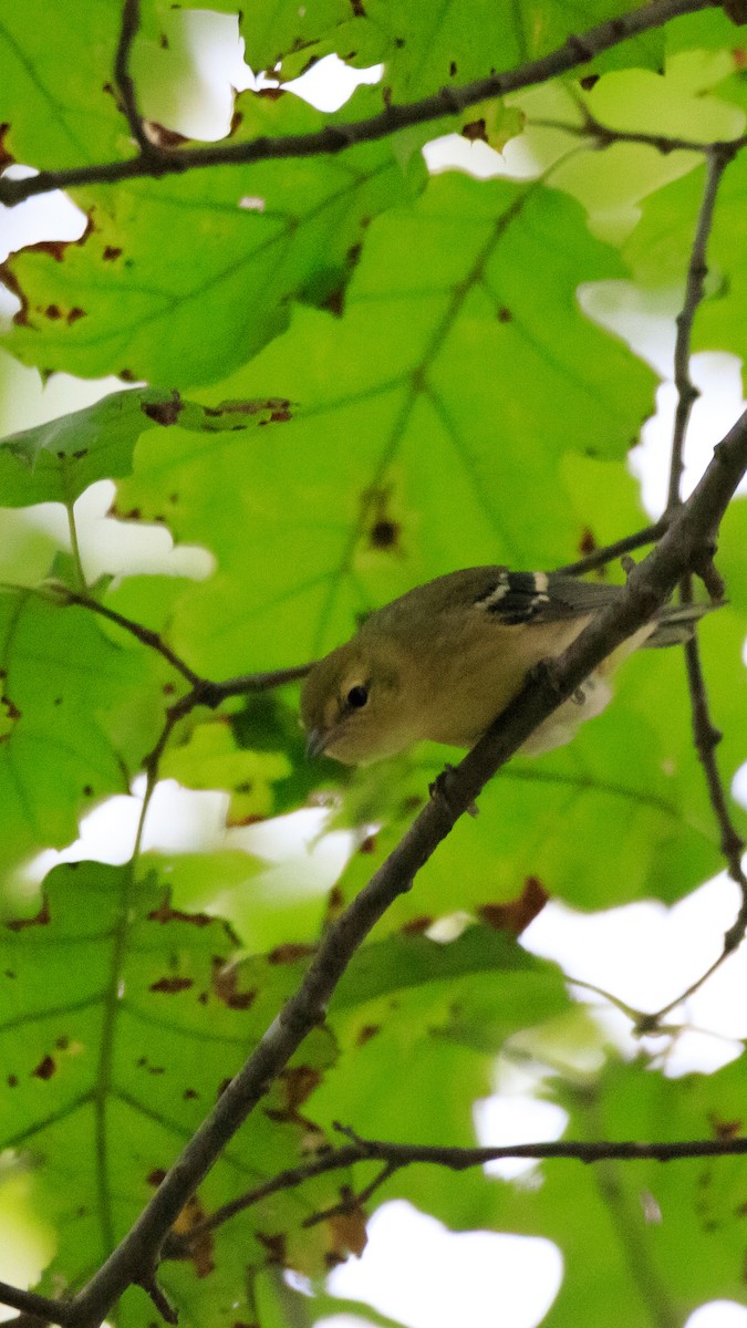 new world warbler sp. - ML624202687