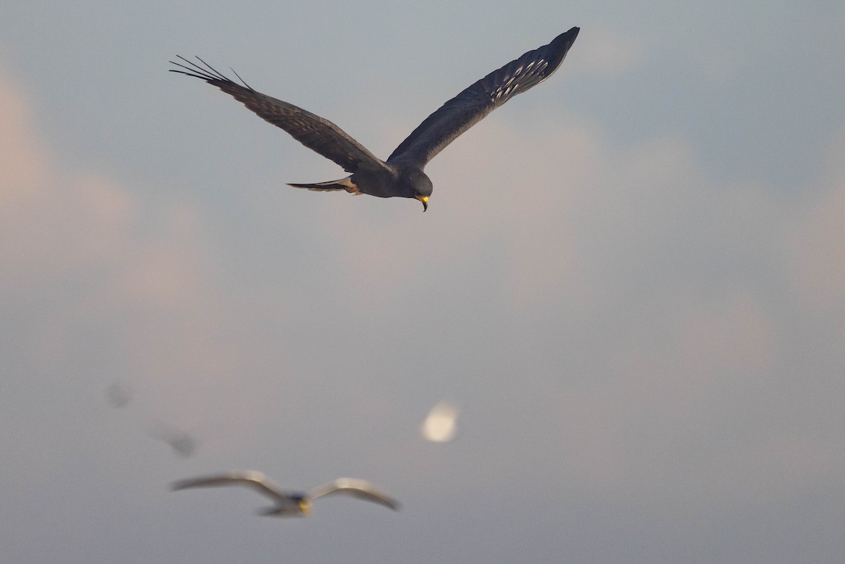 Snail Kite - Doug Gochfeld