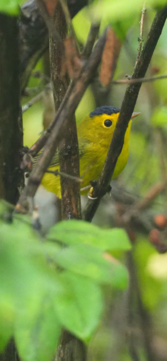 Wilson's Warbler - ML624202761