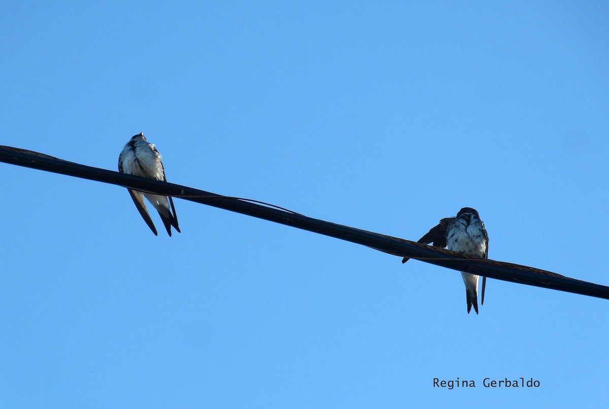 Gray-breasted Martin - ML624202789