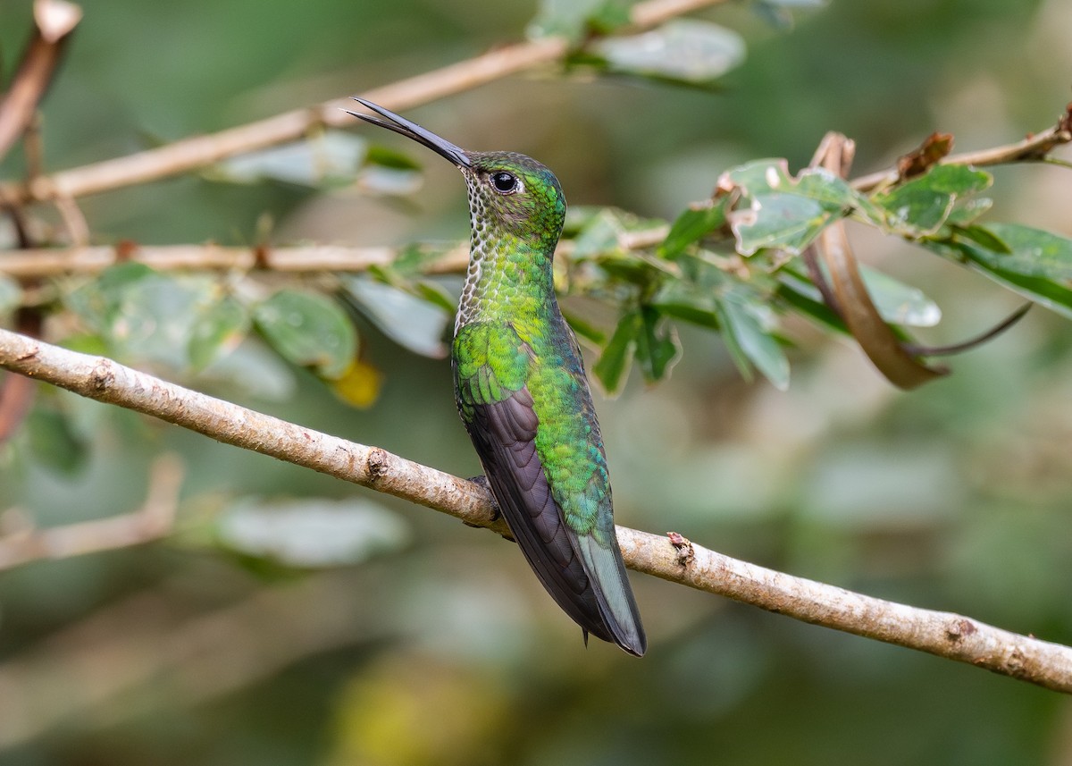 Many-spotted Hummingbird - ML624202823