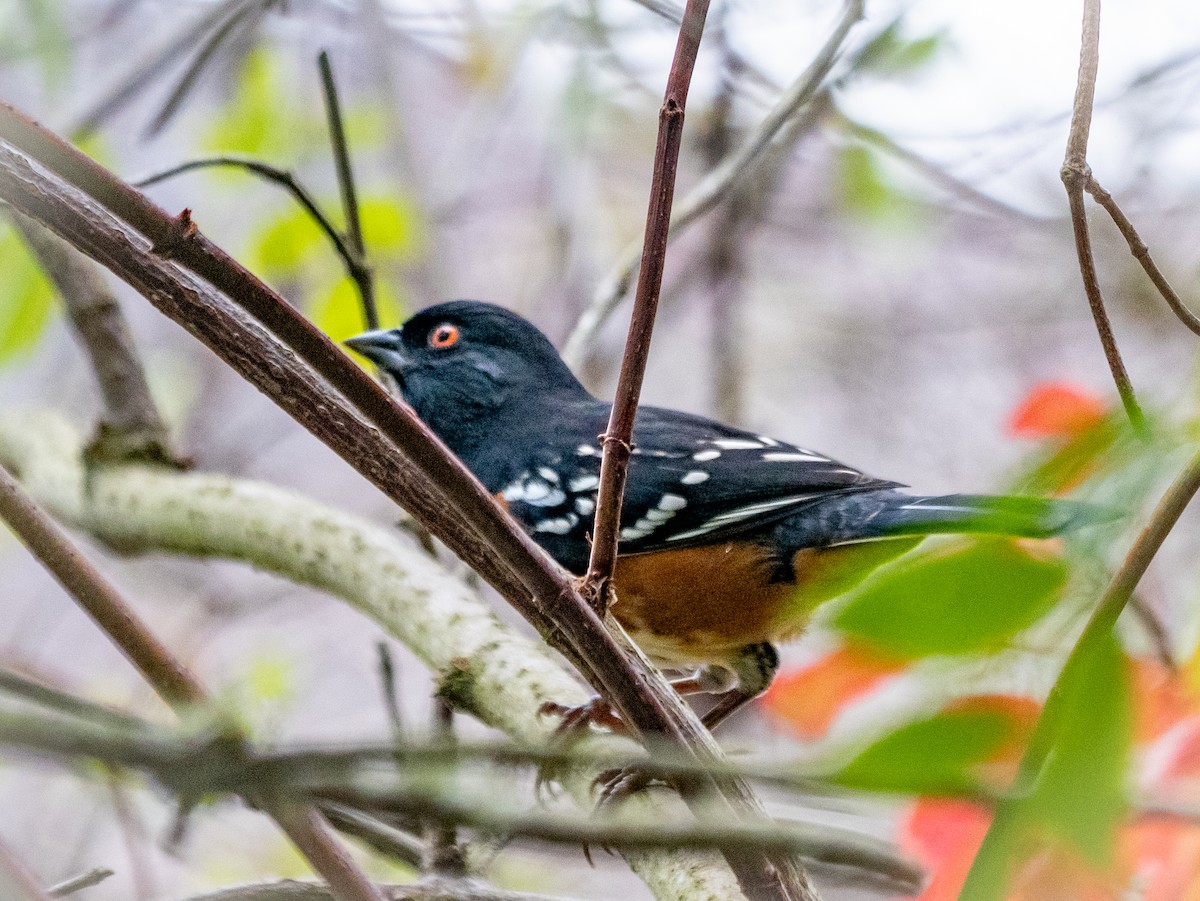 Spotted Towhee - ML624202845