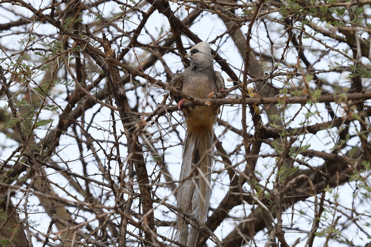 White-headed Mousebird - ML624202852