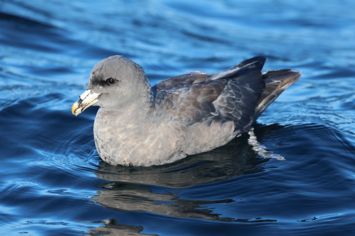 Northern Fulmar - Shep Thorp