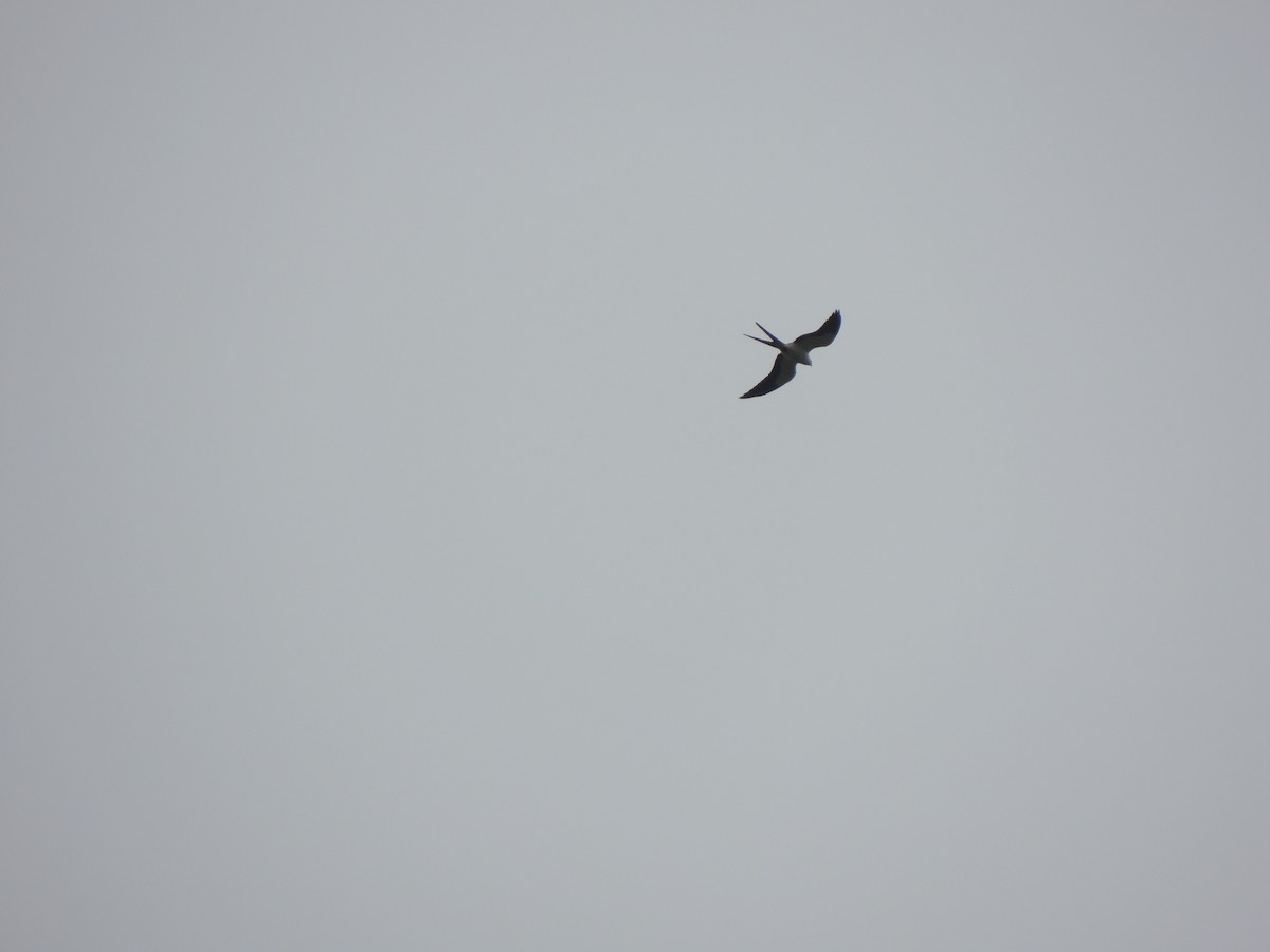 Swallow-tailed Kite - ML624202859