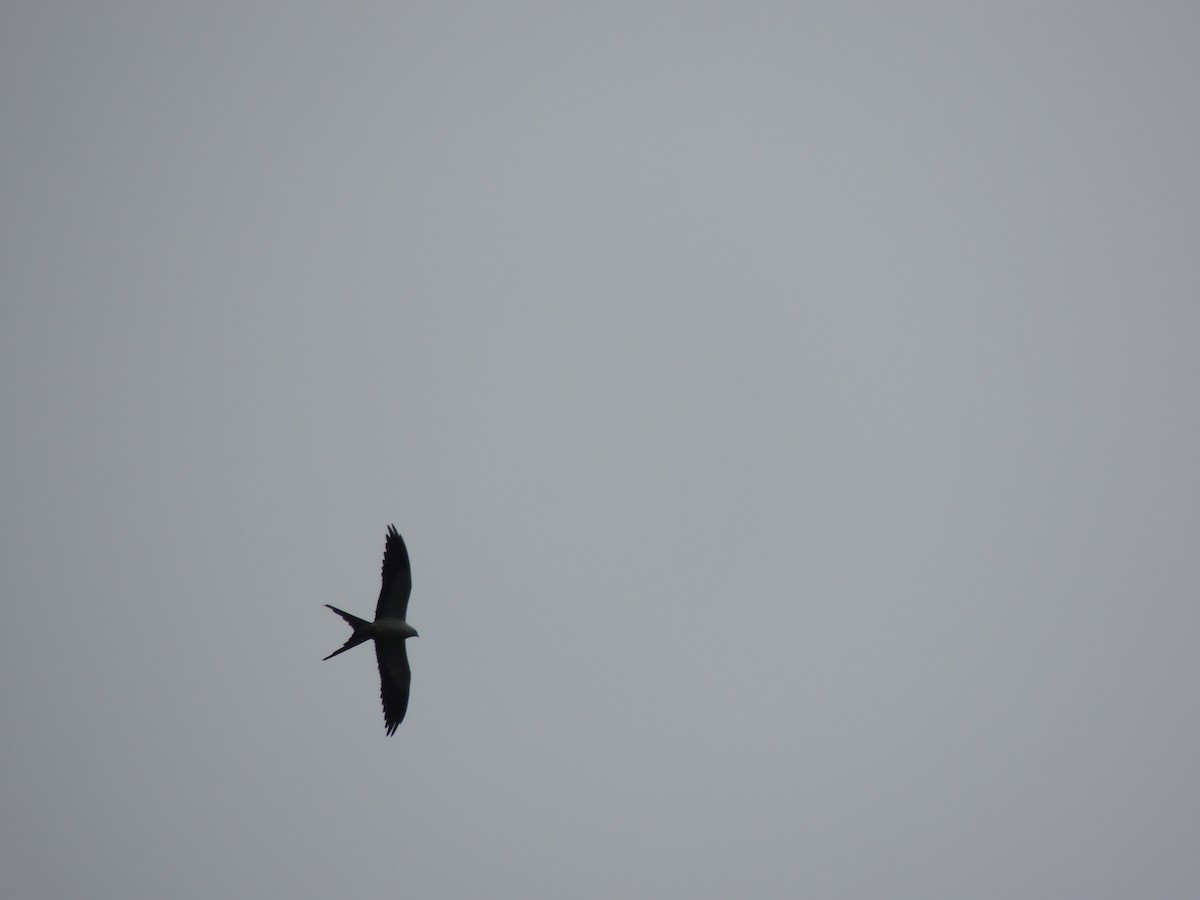 Swallow-tailed Kite - ML624202860