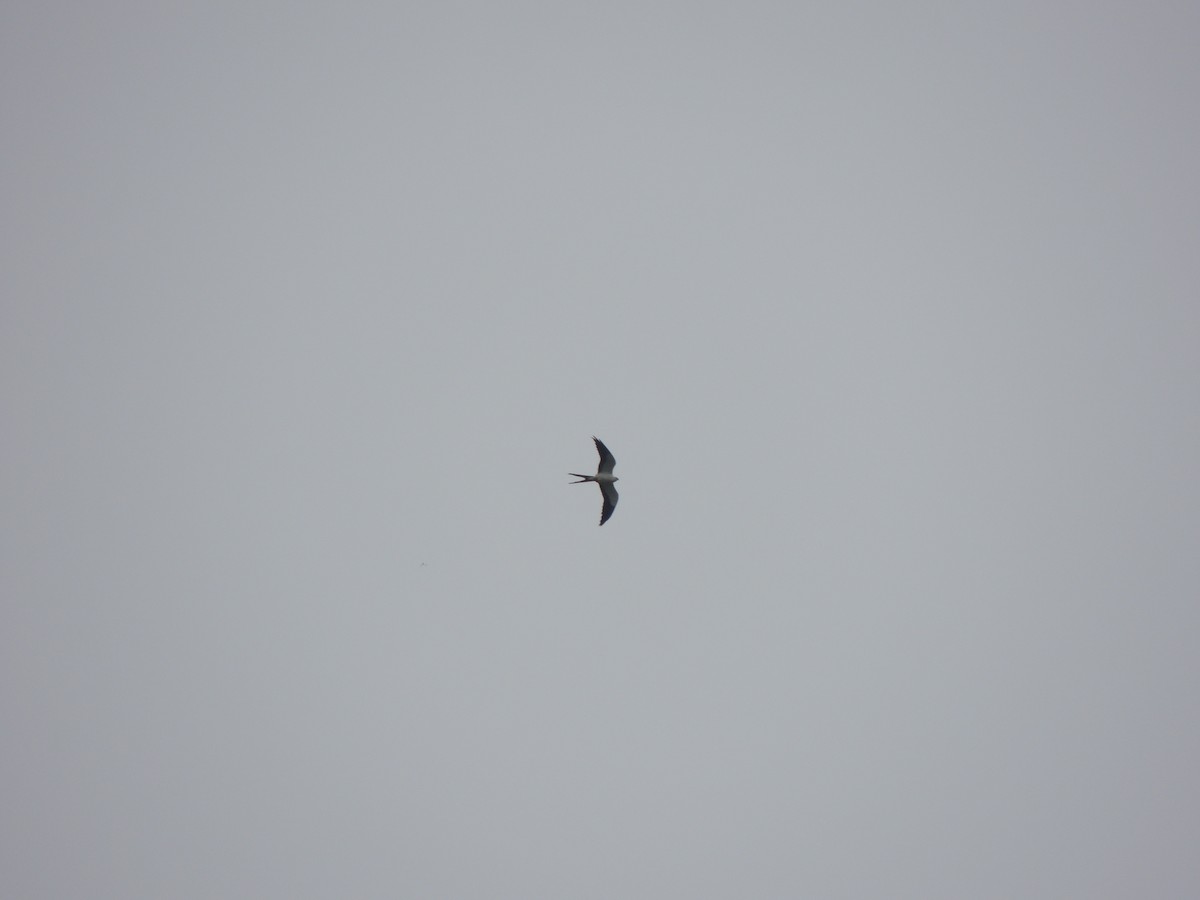 Swallow-tailed Kite - Aline Antunes