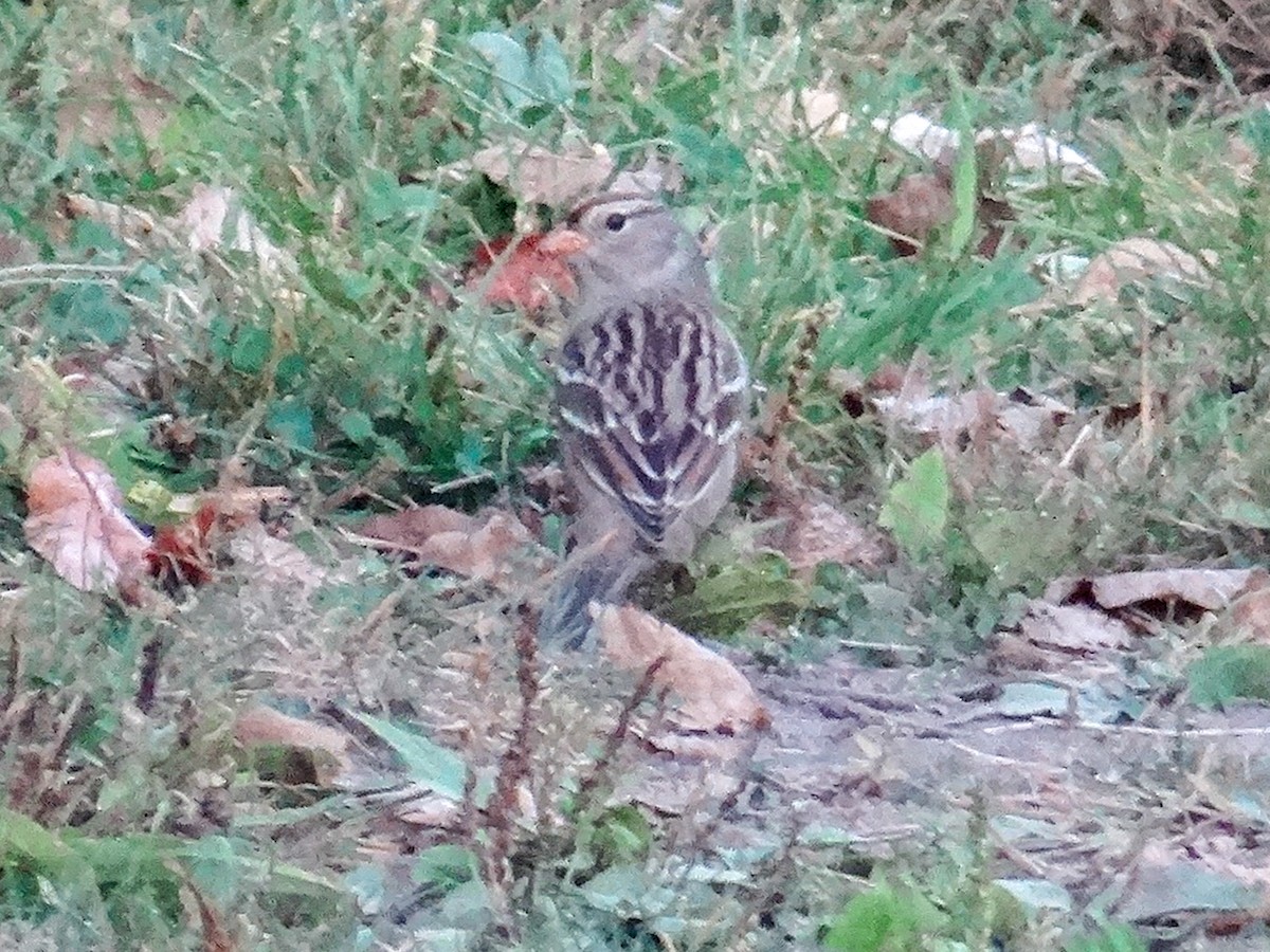 White-crowned Sparrow (Gambel's) - ML624202863