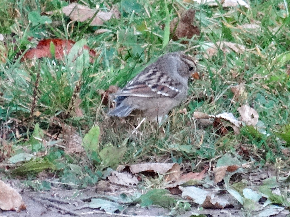 White-crowned Sparrow (Gambel's) - ML624202870