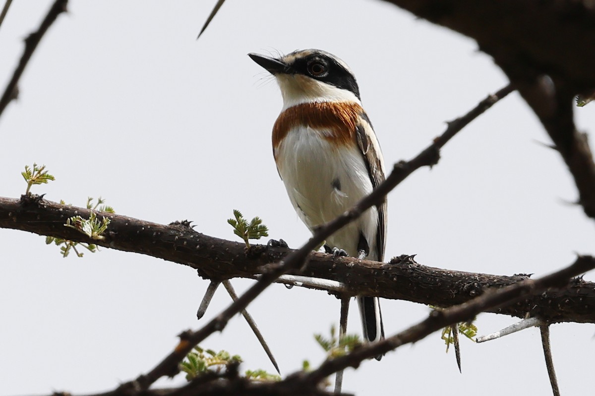 Pygmy Batis - ML624202887