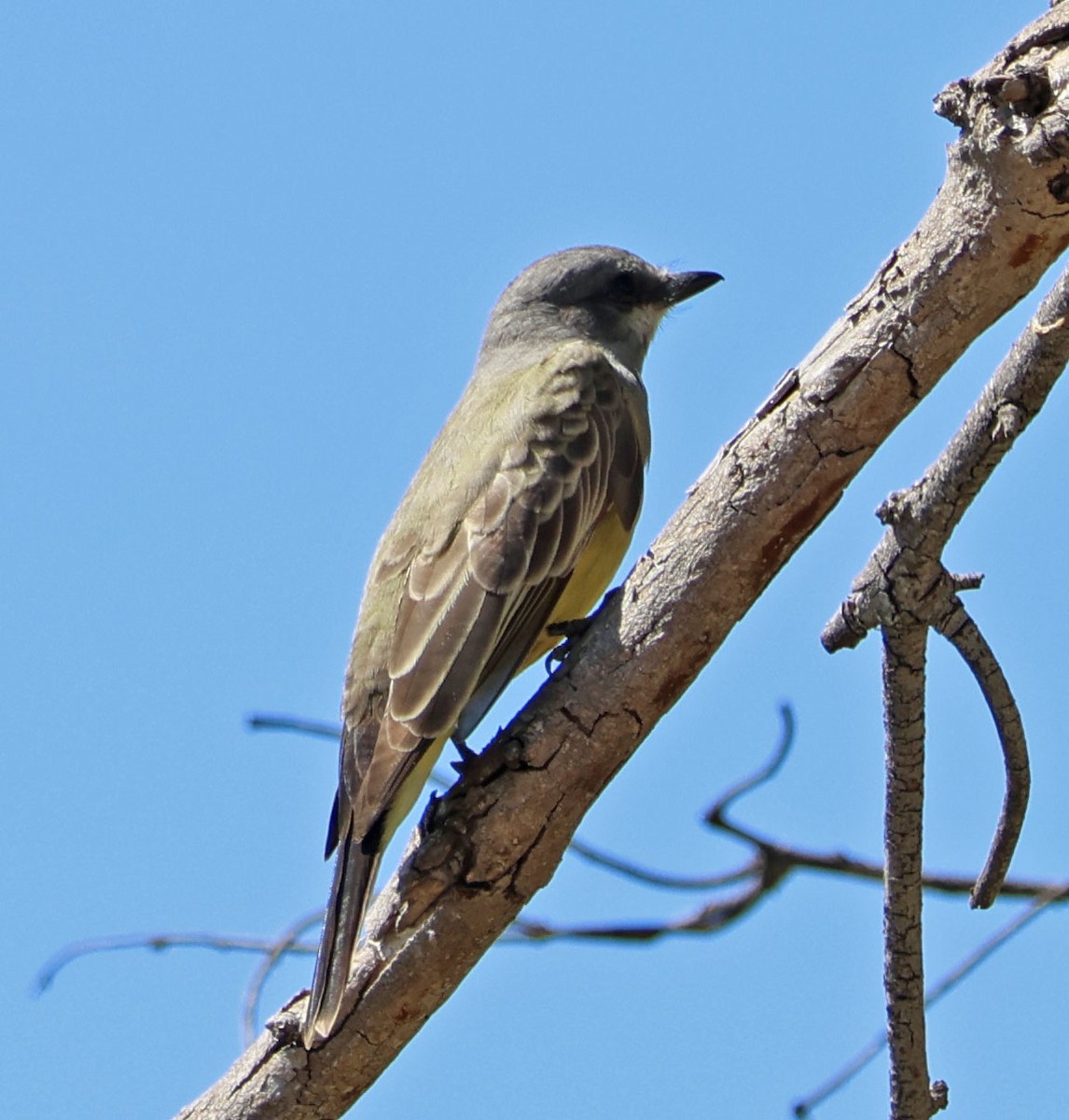 Cassin's Kingbird - ML624202895