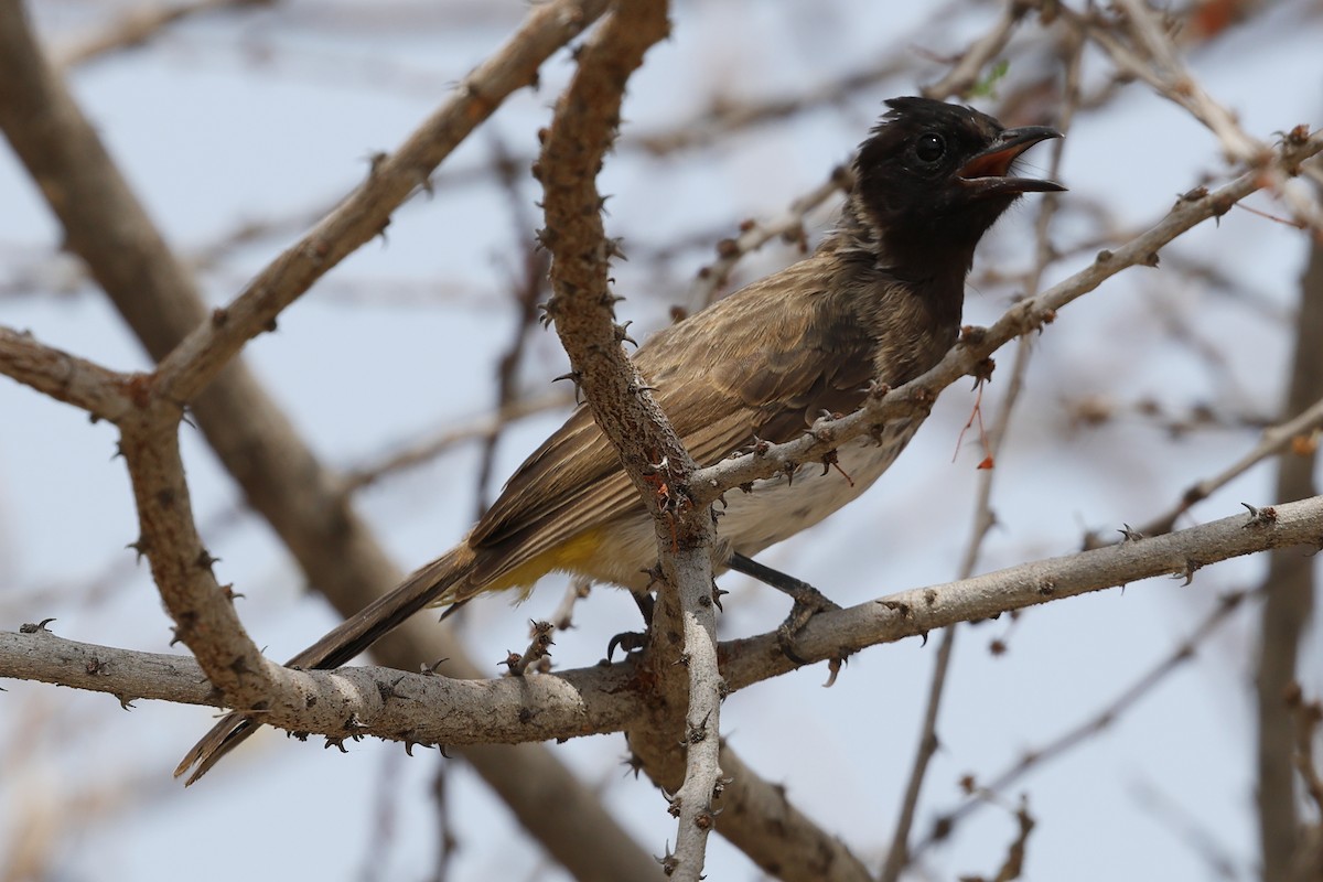 Common Bulbul - Carolyn Leifer