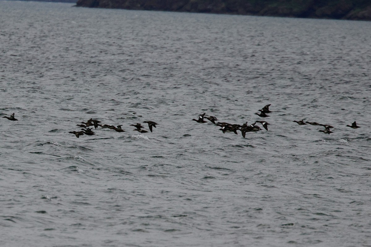 American Wigeon - ML624202905