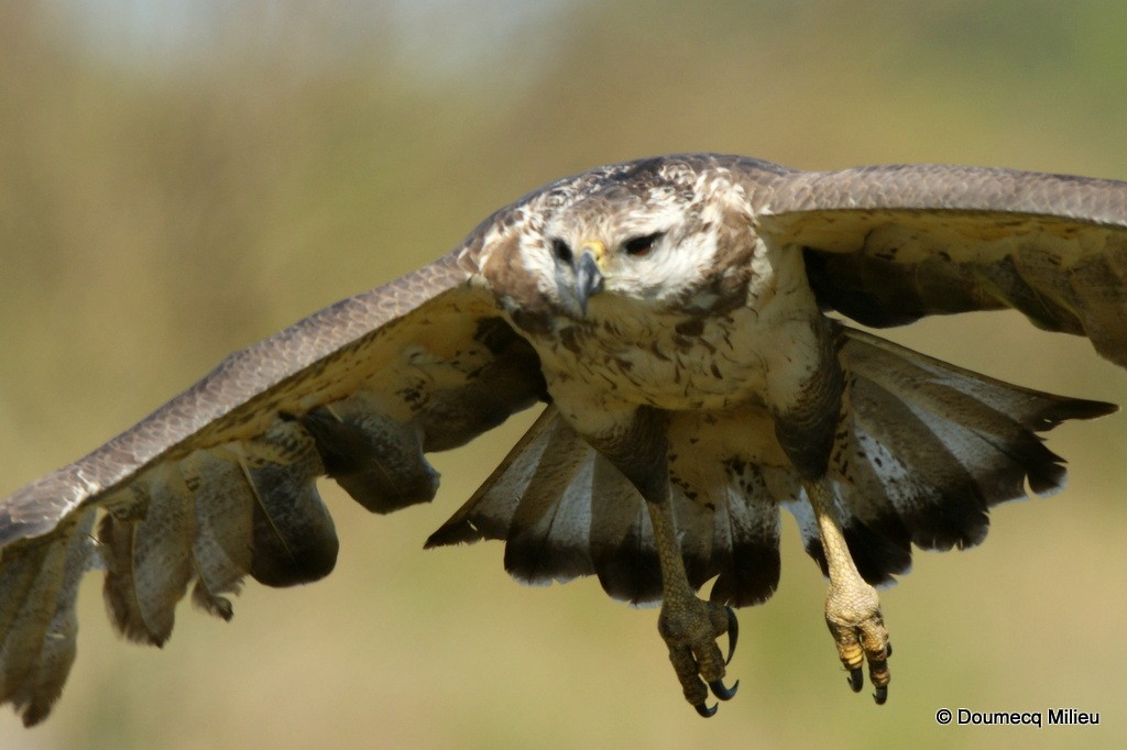 Águila de Azara - ML62420291