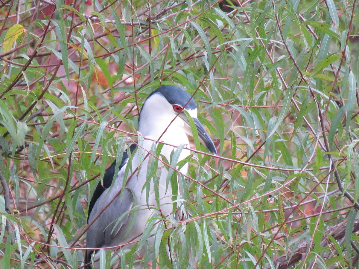 Black-crowned Night Heron - J P