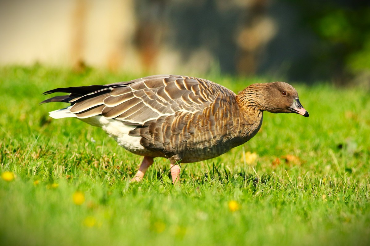 Pink-footed Goose - ML624202929