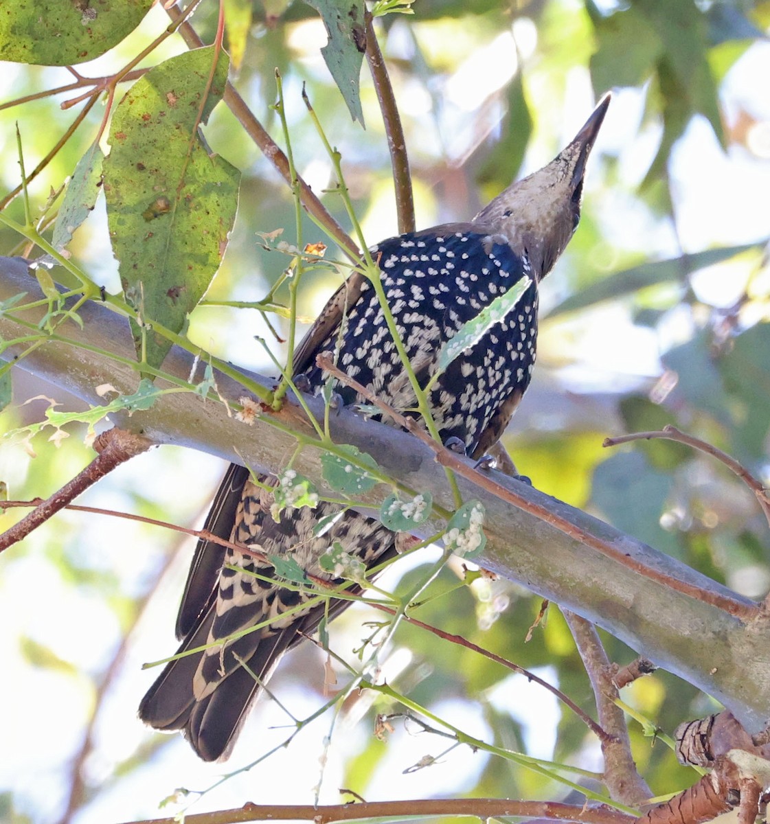 European Starling - ML624202935