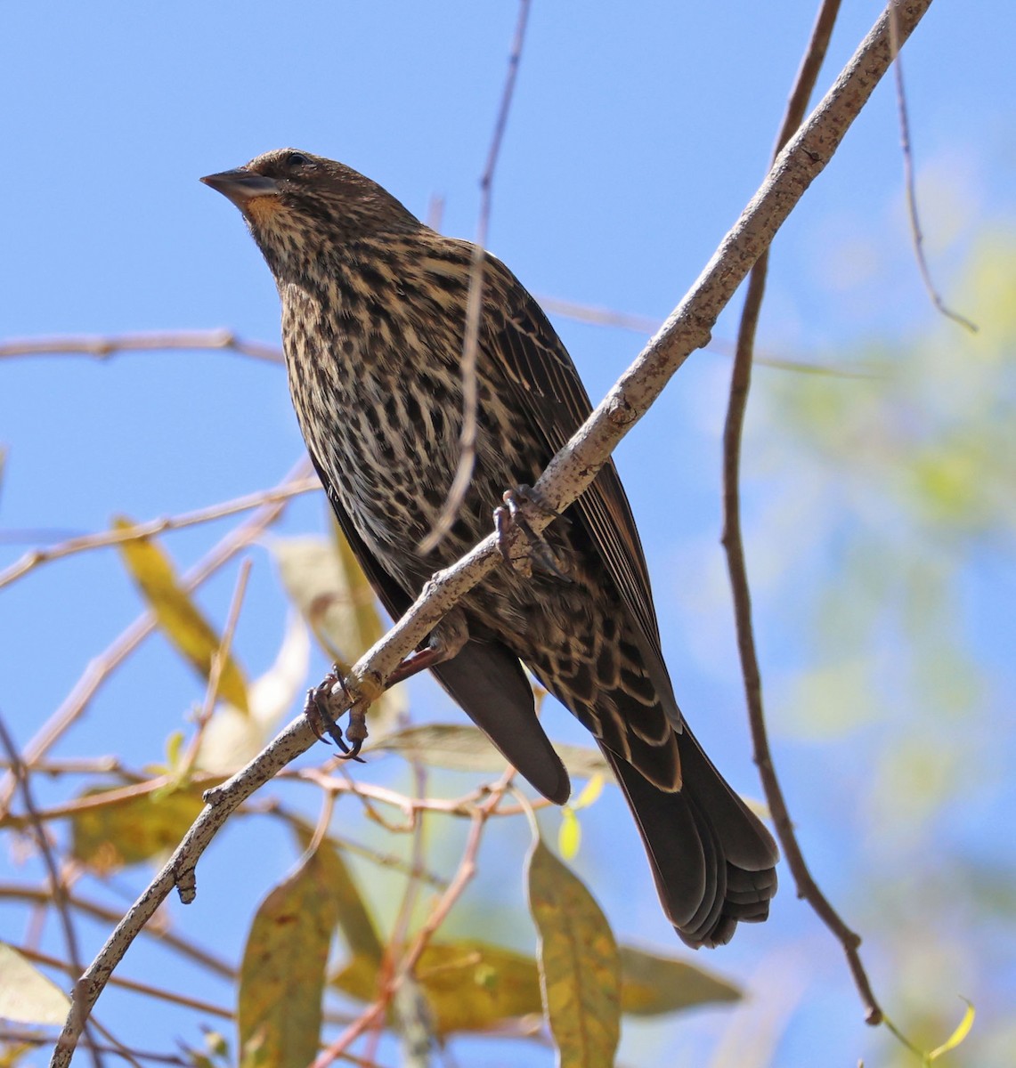 Red-winged Blackbird - ML624202944