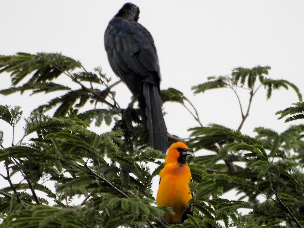 Streak-backed Oriole - ML624202957