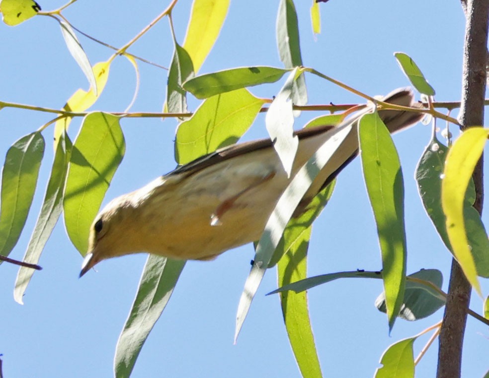 Blackpoll Warbler - ML624202960