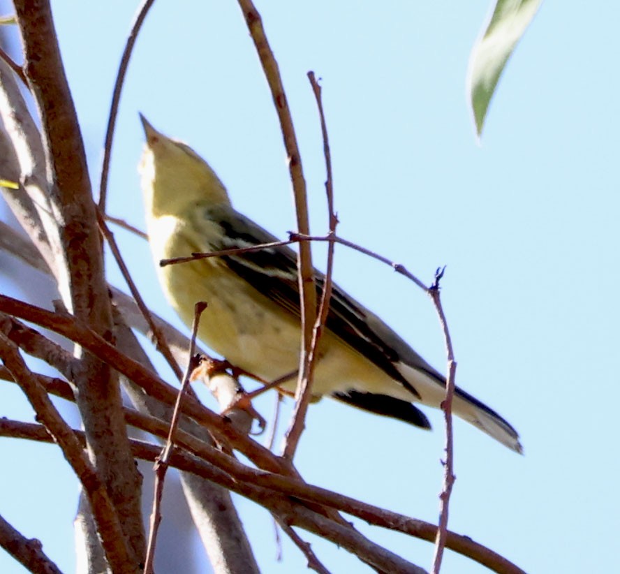 Blackpoll Warbler - ML624202961