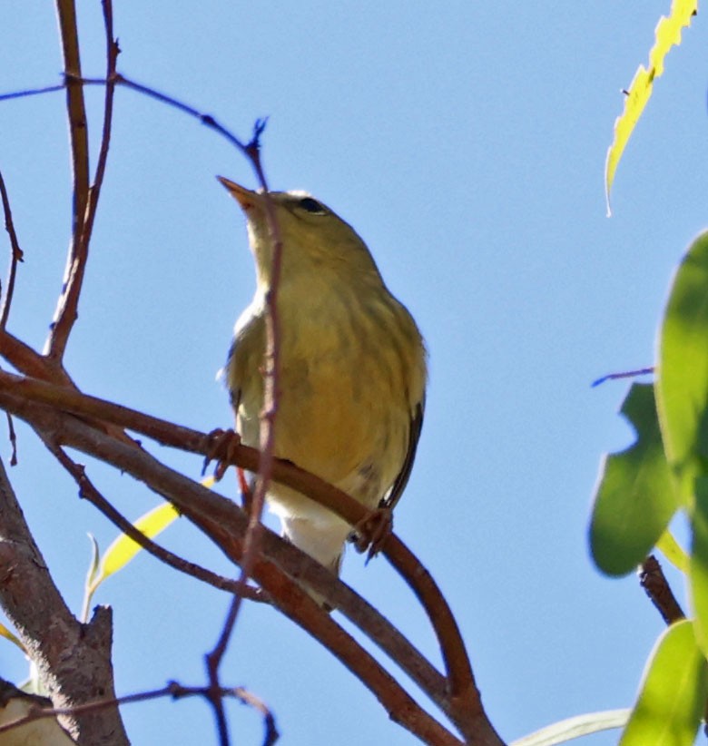 Blackpoll Warbler - ML624202962