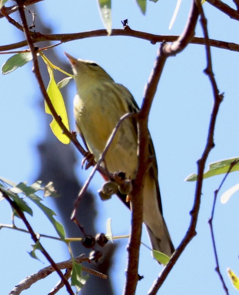 Blackpoll Warbler - ML624202963