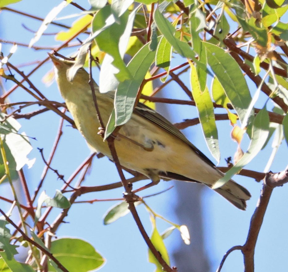 Blackpoll Warbler - ML624202964