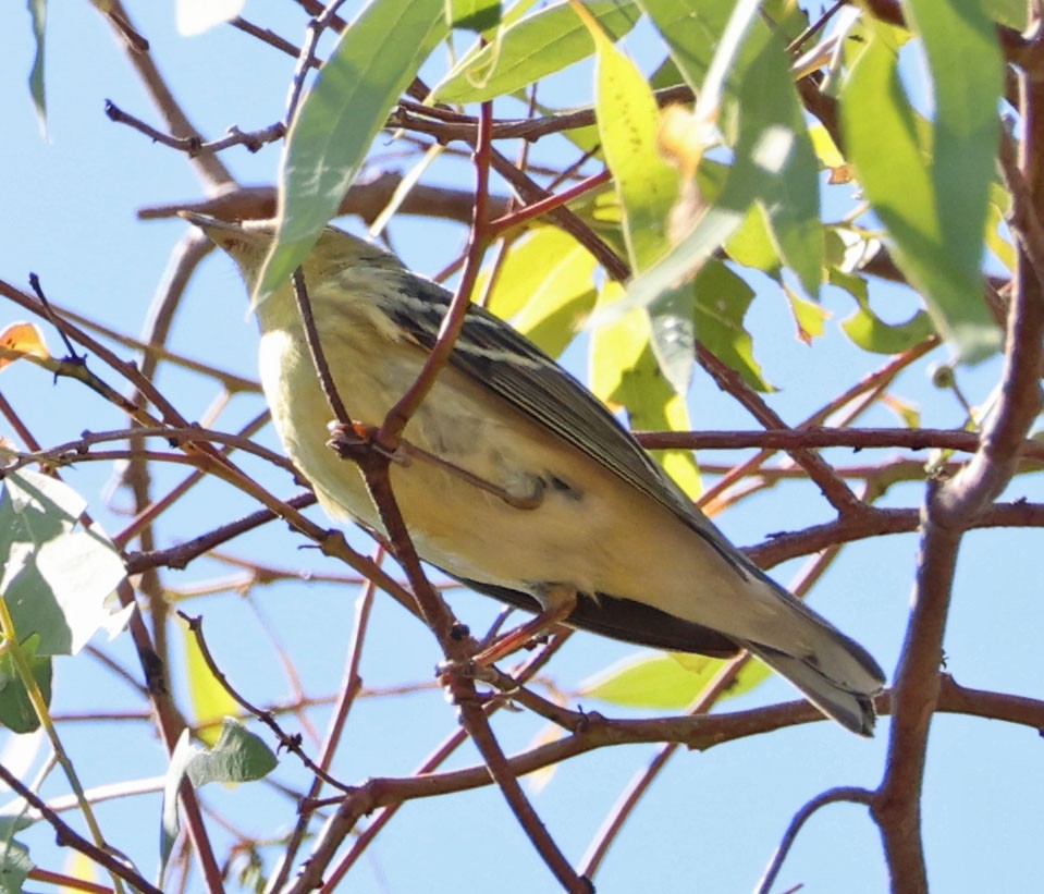 Blackpoll Warbler - ML624202965