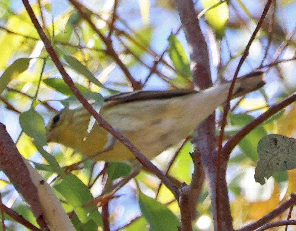 Blackpoll Warbler - Diane Etchison