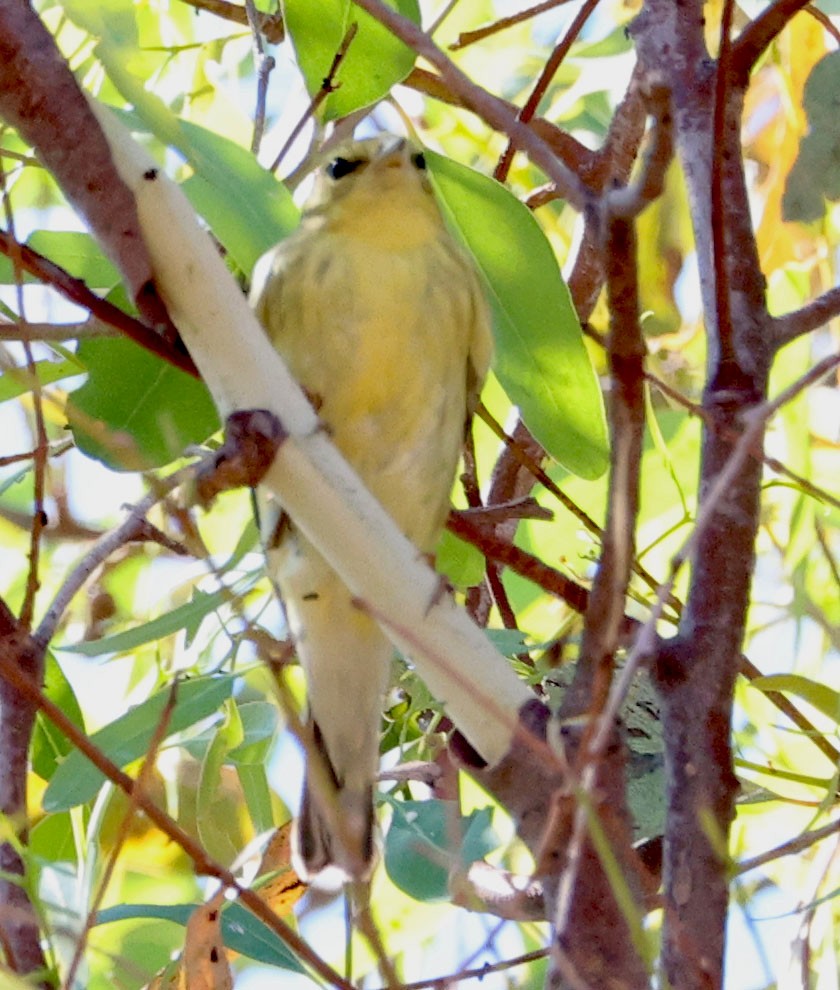 Blackpoll Warbler - ML624202967