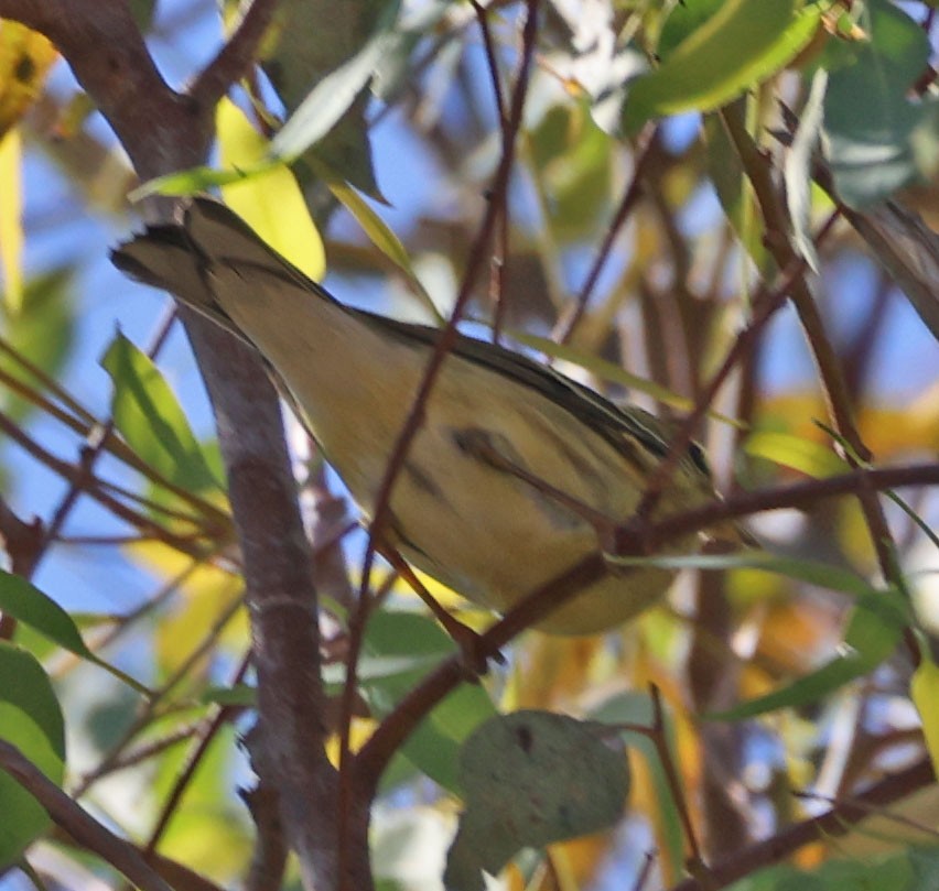 Blackpoll Warbler - Diane Etchison