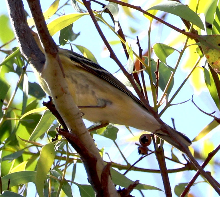 Blackpoll Warbler - ML624202969