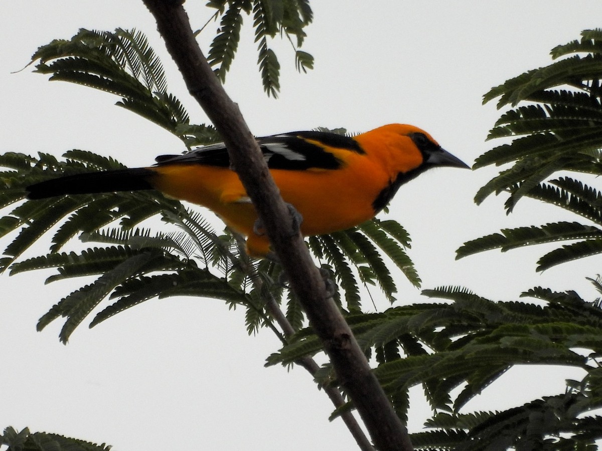 Altamira Oriole - Nadezka Davila