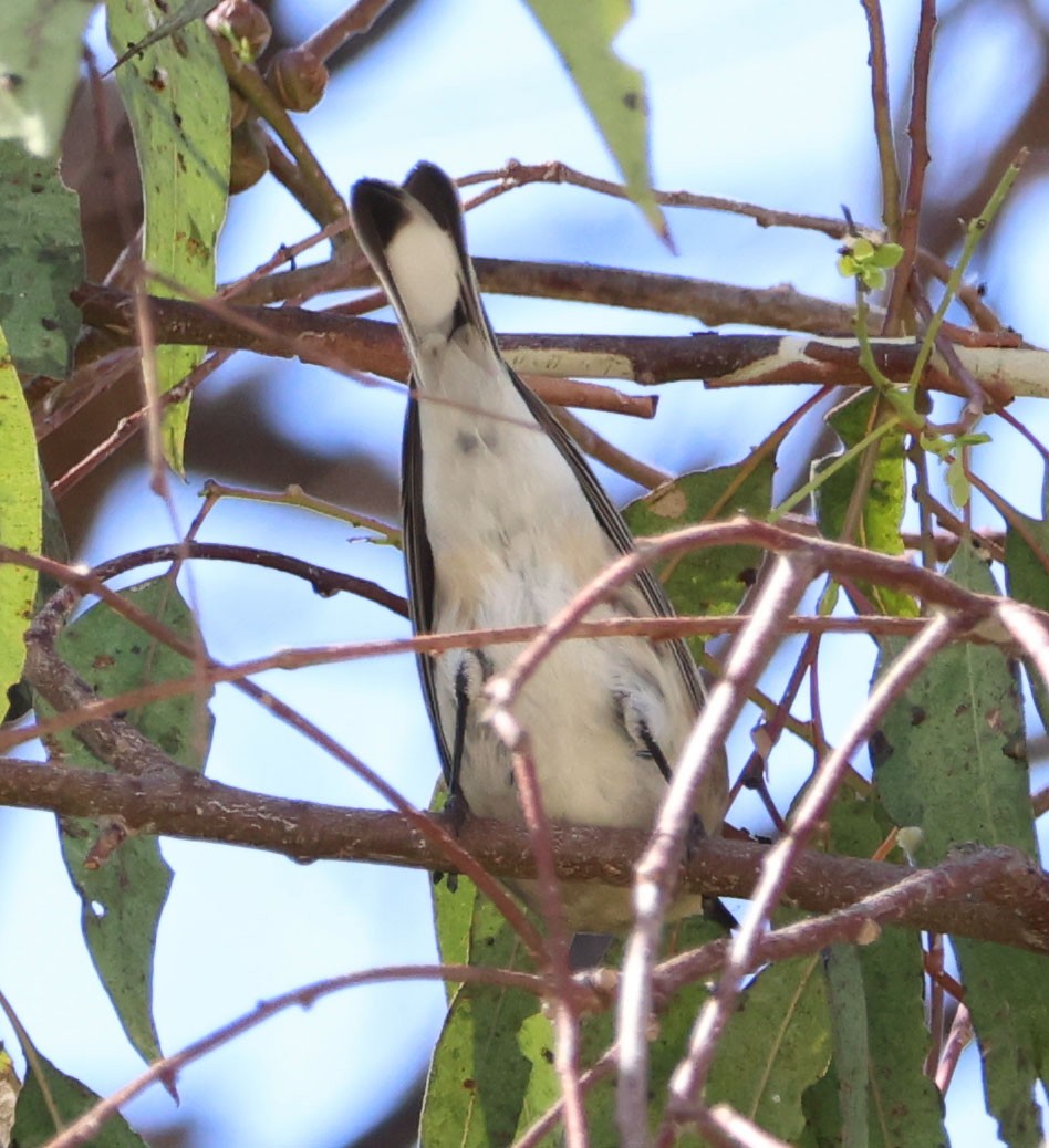 Yellow-rumped Warbler - ML624202973