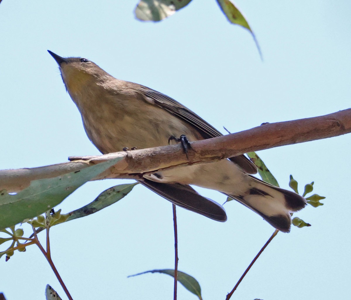 Yellow-rumped Warbler - ML624202974