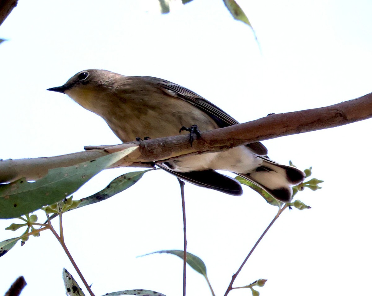 Yellow-rumped Warbler - ML624202975